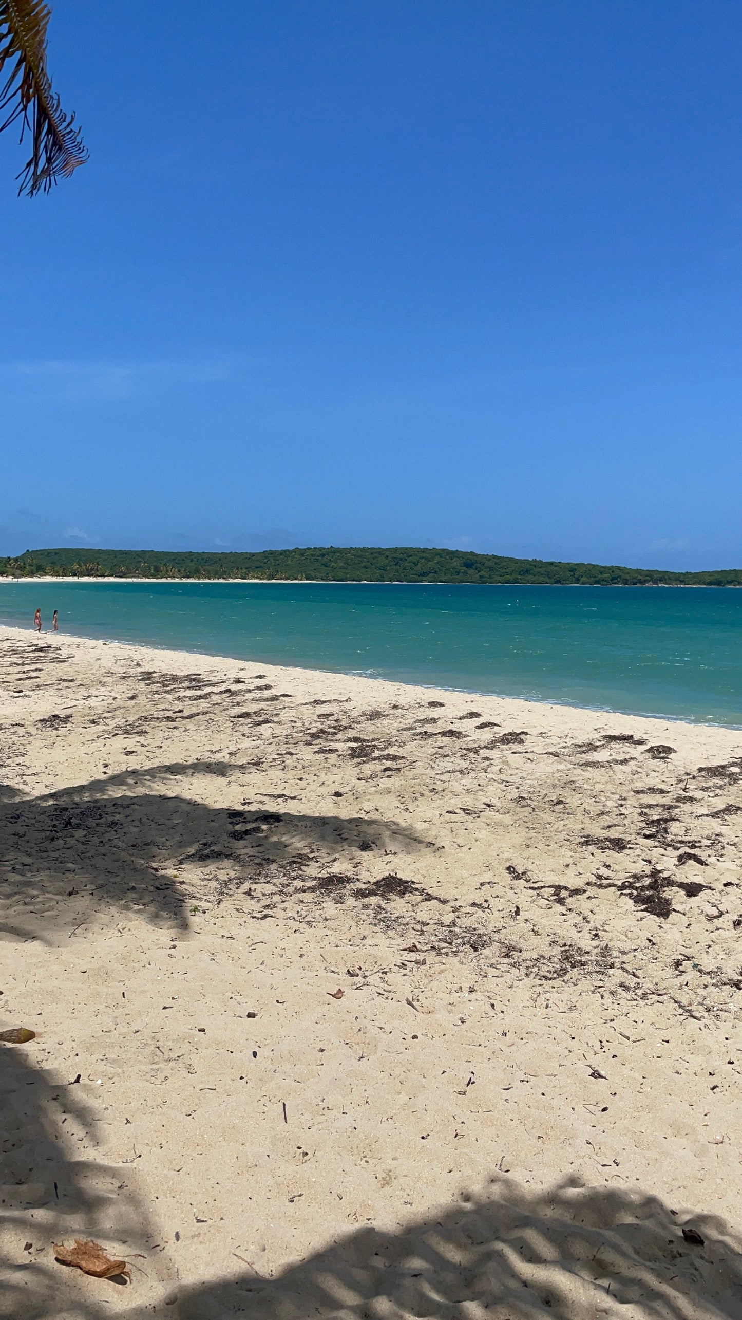 Vieques , Sun Bay Beach