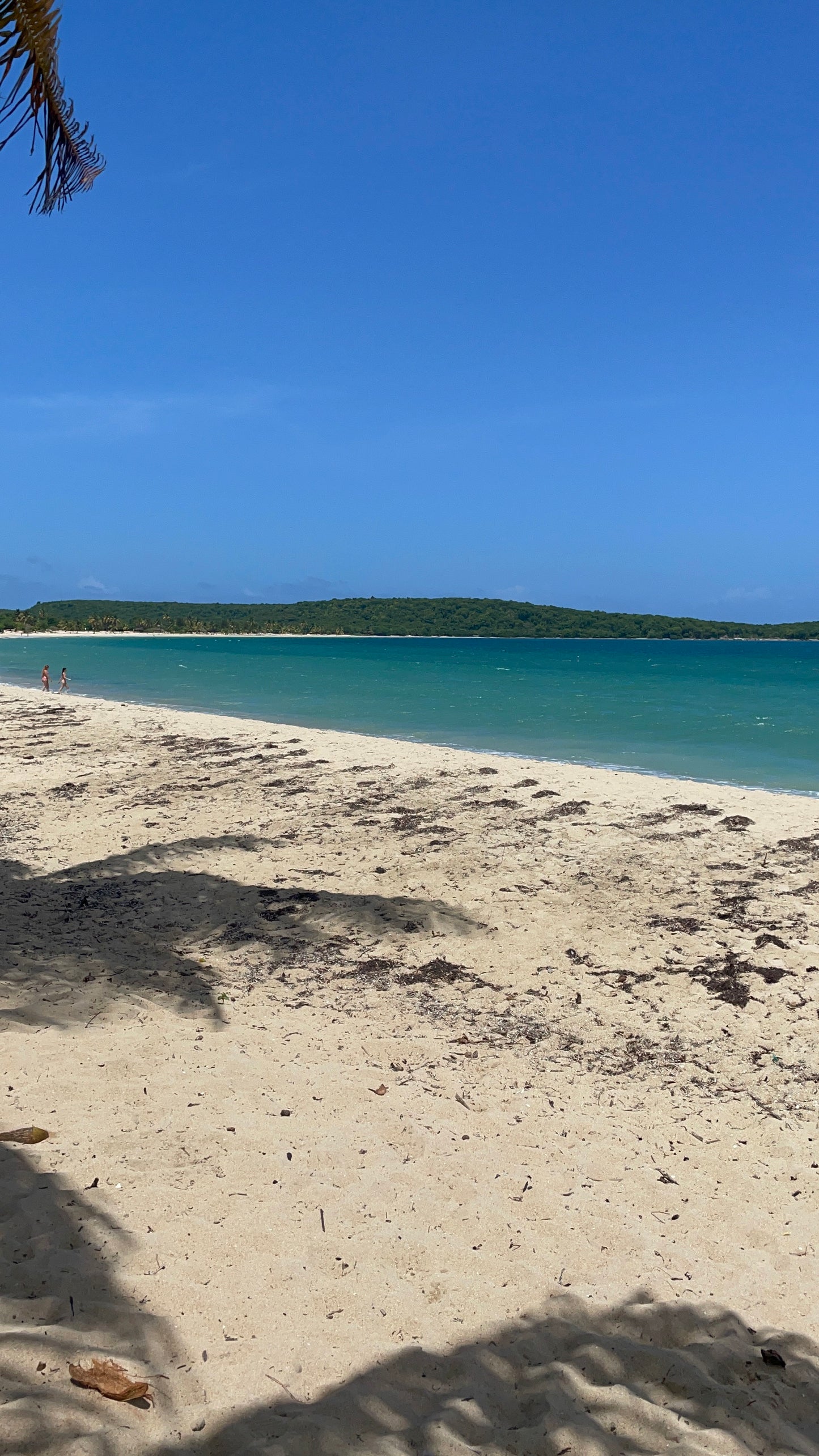 Vieques , Sun Bay Beach